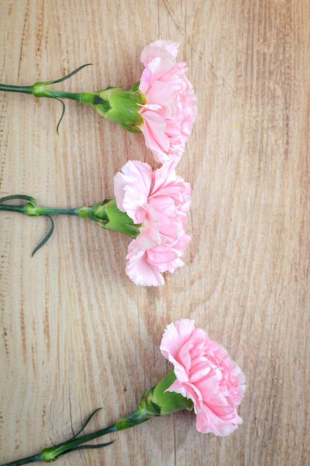 Carnation pink pink flowers three