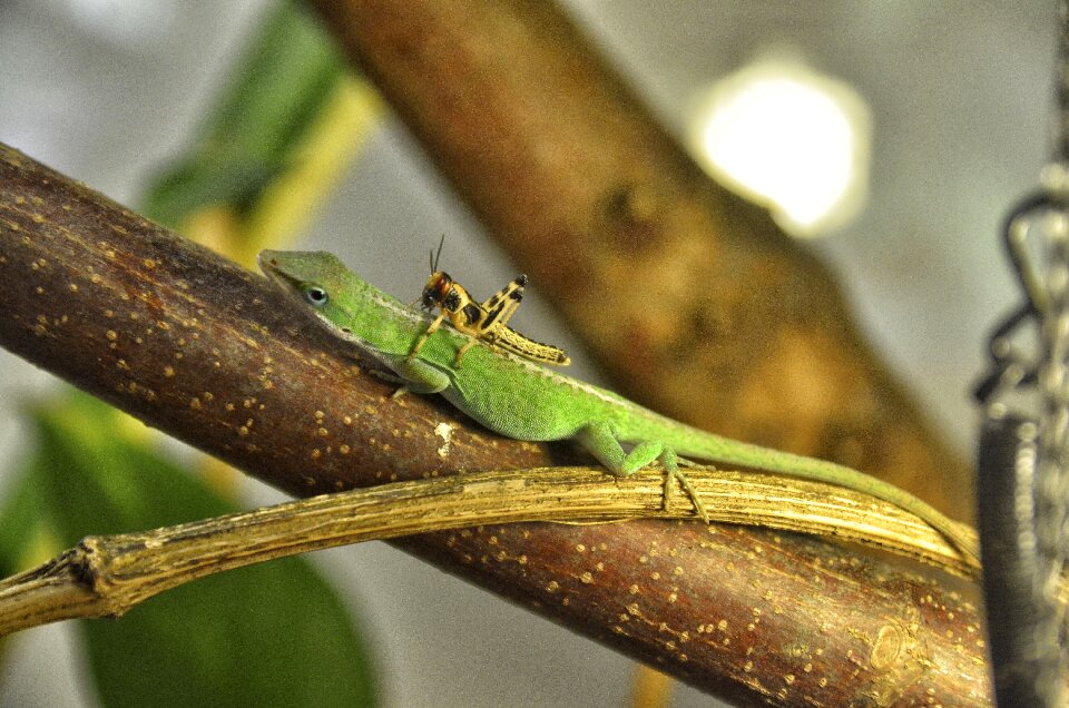 Animal world terrarium kaltblut