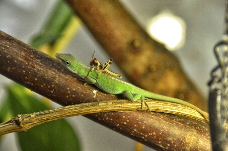 Animal world terrarium kaltblut