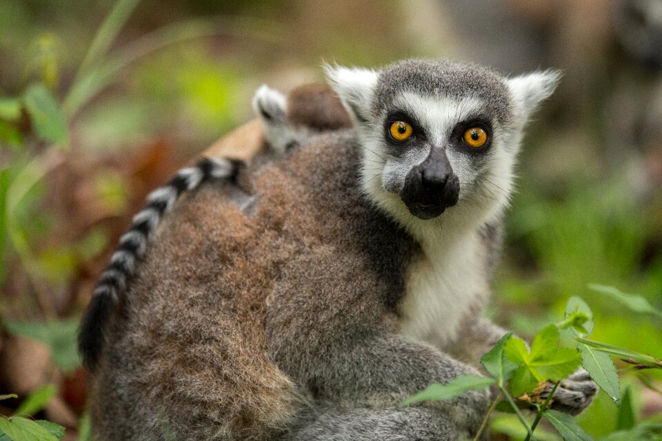 Duke lemur center mother and baby durham nc