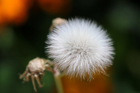 Macro green flowers