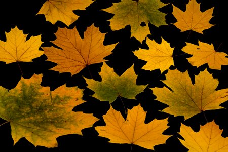 Autumn leaf autumn foliage leaf