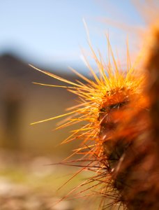 closed up photo of cactus plant photo