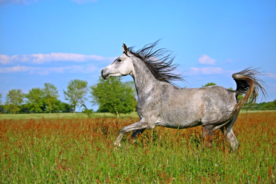 Gallop pasture coupling