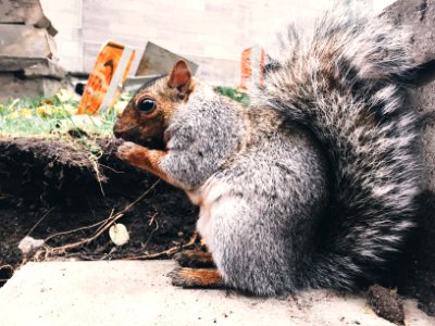 Canada, Montreal, Squirrel