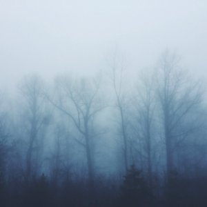 bare trees covered with fog photo