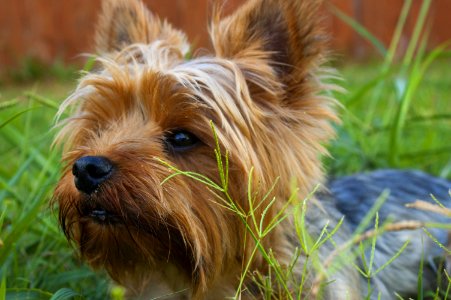 Yorkshire Terrier lying on grass covered ground photo