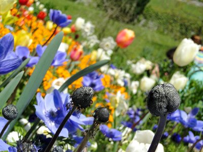 Color plant parklandschaft