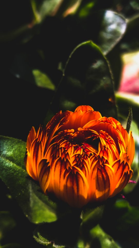 Bud, Orange, Yellow