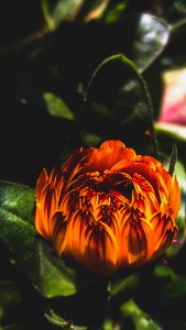Bud, Orange, Yellow