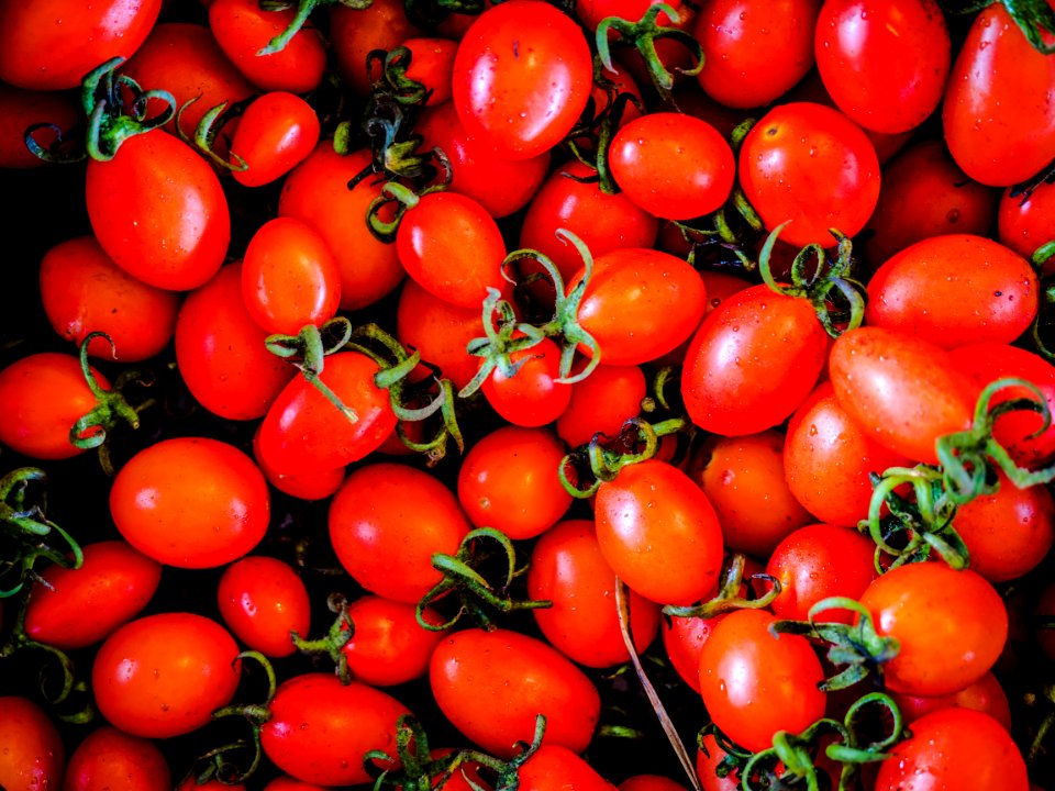 Murwillumbah, Australia, Tomatoes