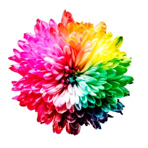 multicolored flower illustration