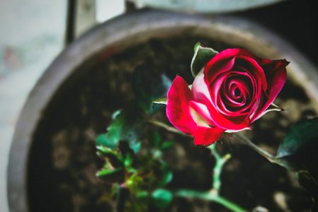 Balcony, Garden, Red