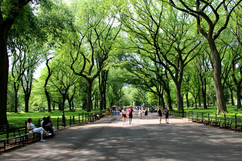 New york, United states, Trees