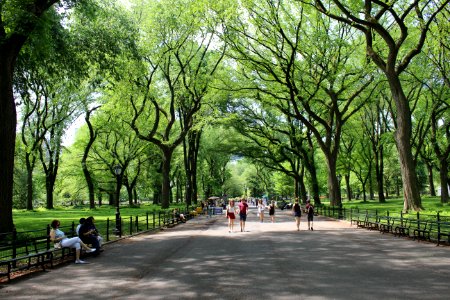New york, United states, Trees