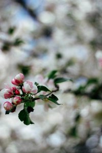 Trees, Cherry blossom, Bloom
