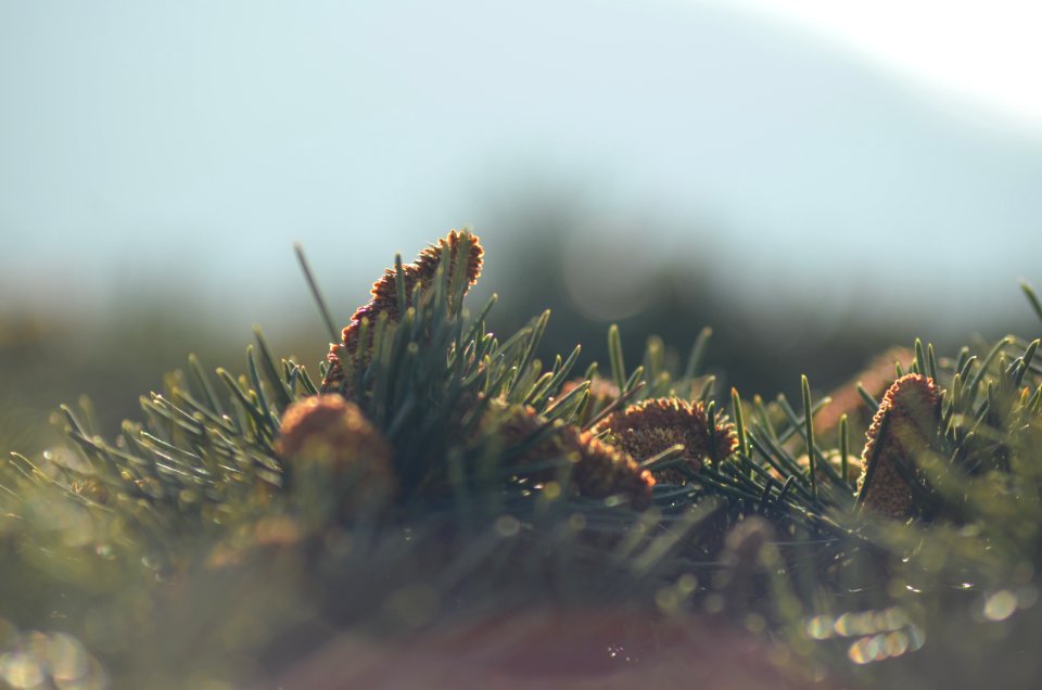 selective focus photography of green grass