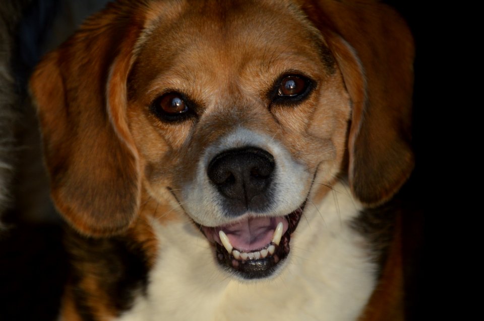 Smile, Shivelycreative, Dog