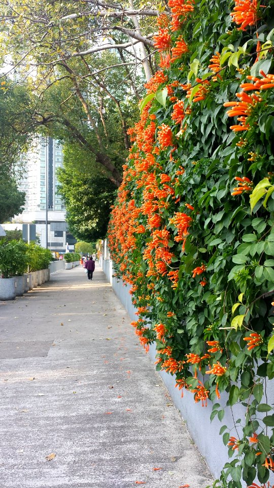 Path, Wall, Spring