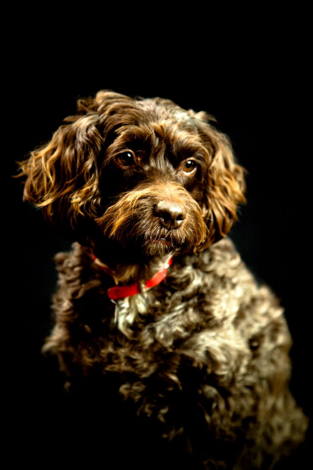 Alresford, United kingdom, Pets