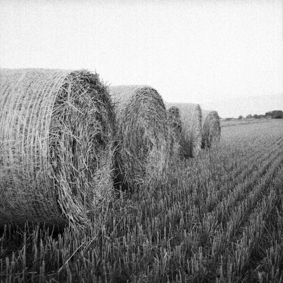 Agriculture harvest summer