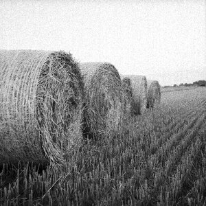 Agriculture harvest summer photo