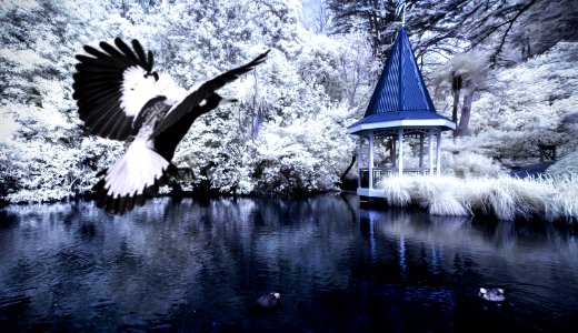 flying eagle and body of water surrounded by trees photo