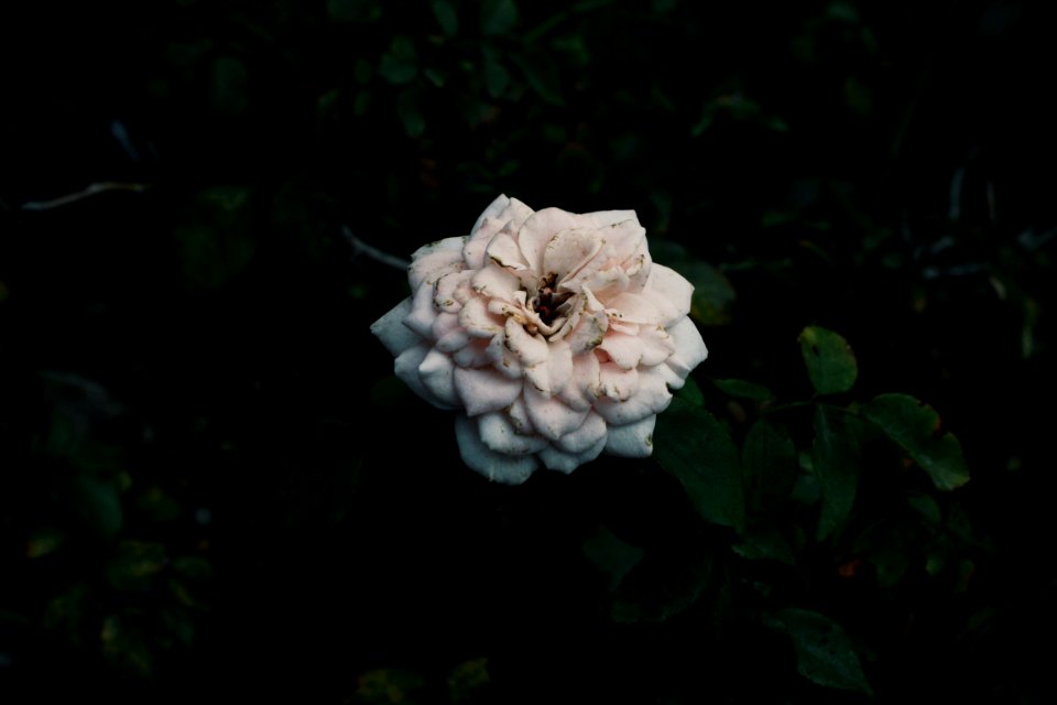 Plant, Spring, Flower