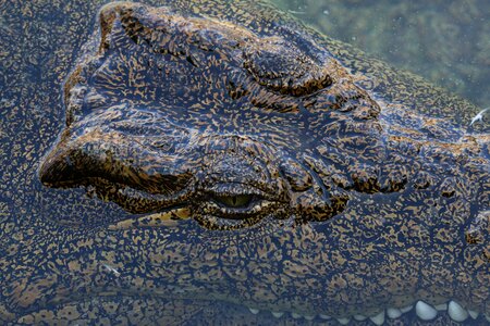 Dangerous predator wildlife