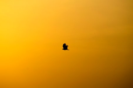 silhouette of flying bird photo