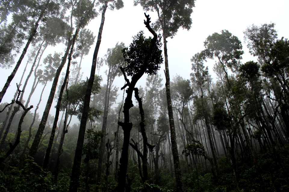 low angle photo of green leaf trees