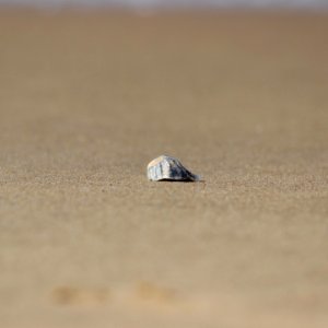 Gokarna, India, Sea shell photo