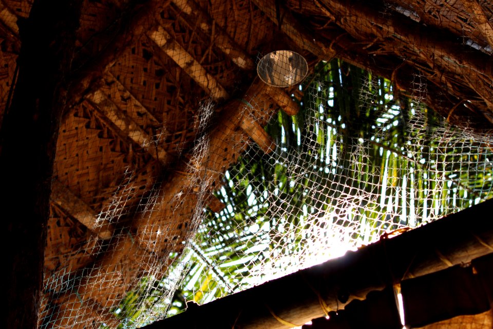 Gokarna, India, Trees - Free photos on creazilla.com