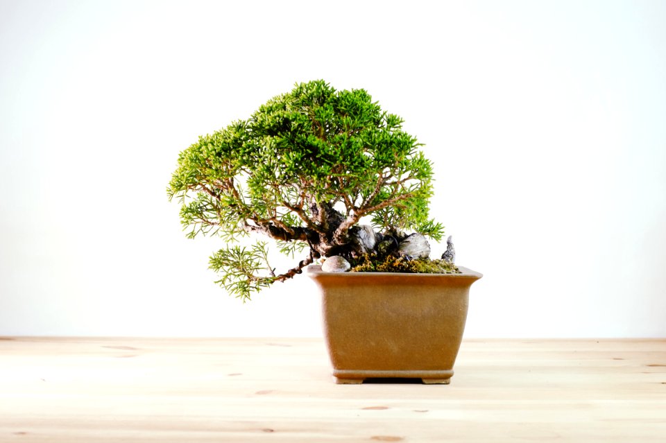 Japan, Trees, Bonsai