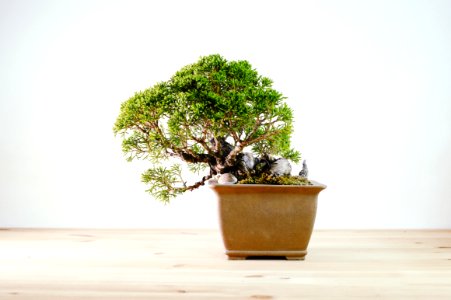 Japan, Trees, Bonsai photo