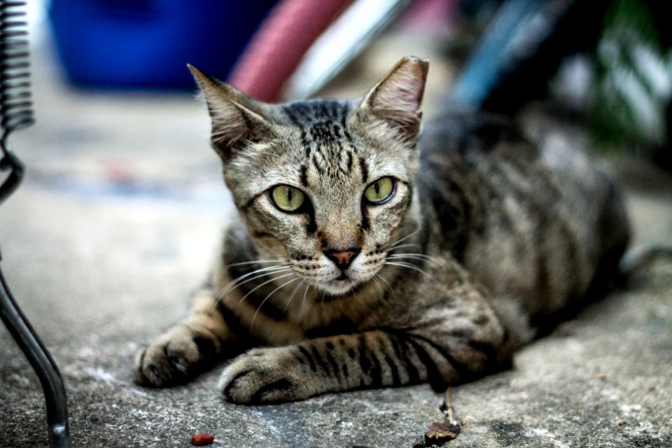 Singapore, Haji lane, Mammal