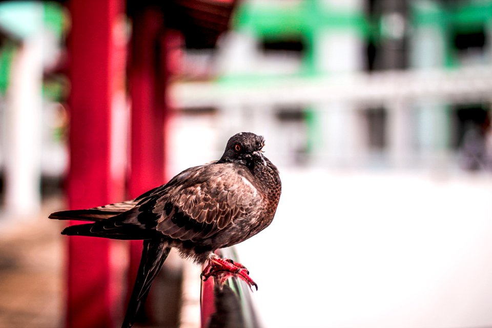 Singapore, Rochor centre, Scar