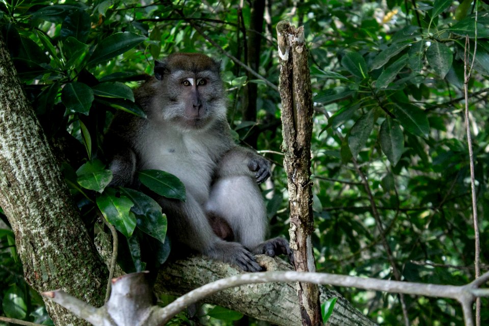 Sungei buloh wetl, Reserve, Singapore photo