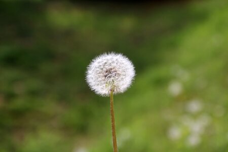 Dandelion seeds flowers nature