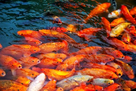 China, Wuzhenzhen, Jiaxing