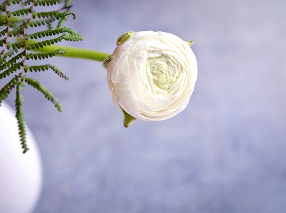 Flower white flower blossom