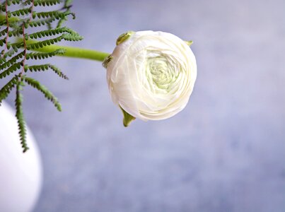 Flower white flower blossom