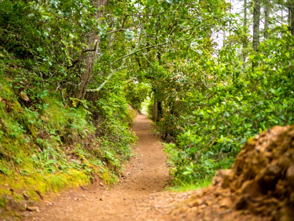 Muir woods national monument, Mill valley, United states