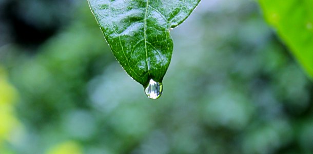 green leaf plant with water drops photo