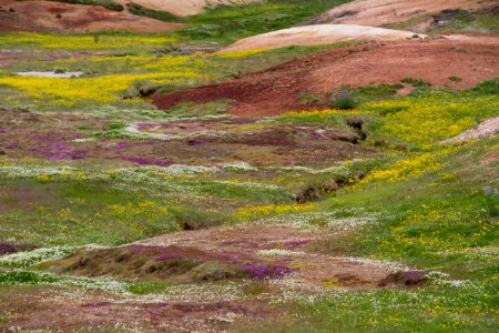 Icel, Geysir, Colourful flowers