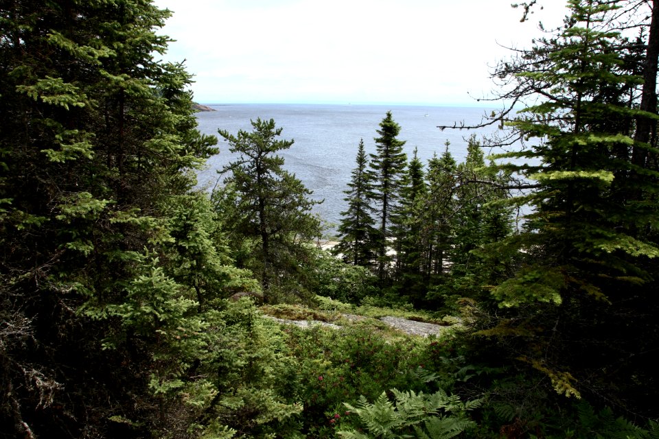 Tadoussac, Canada, Wild