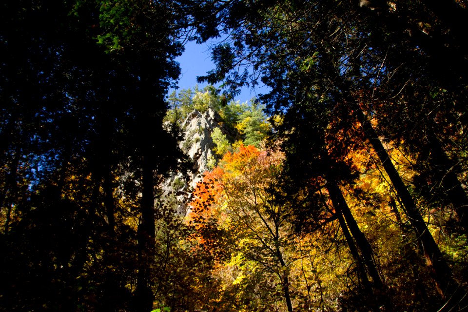 Autumn, Forest