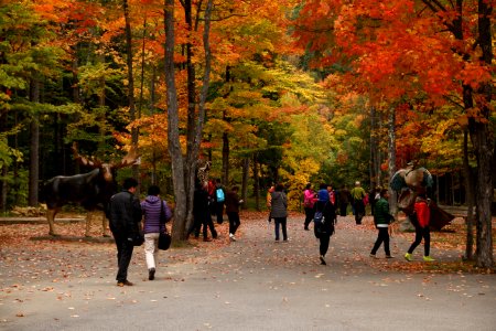 Autumn, Qubec, Canyon st anne