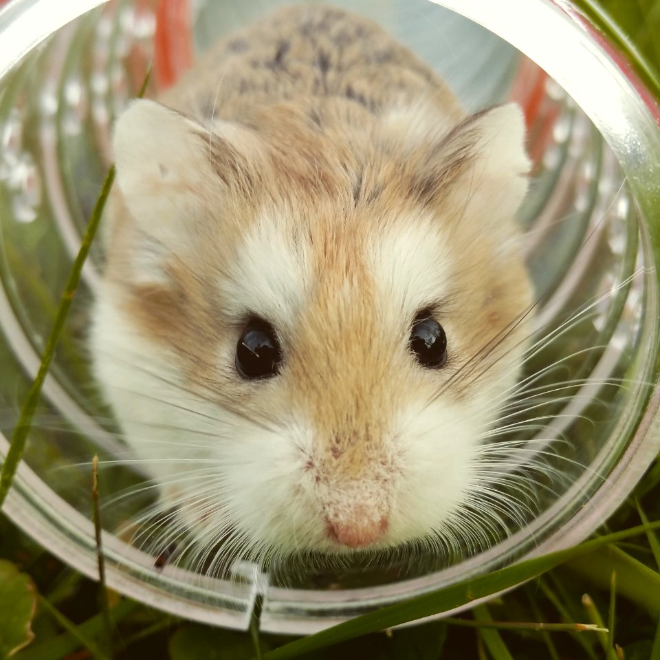 closeup photo of brown hamster in glass cup