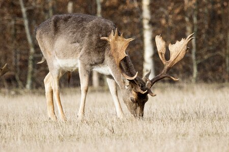 Fallow deer antlers forest